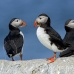 puffin_atlantic_msi_h_1639_can1260.jpg